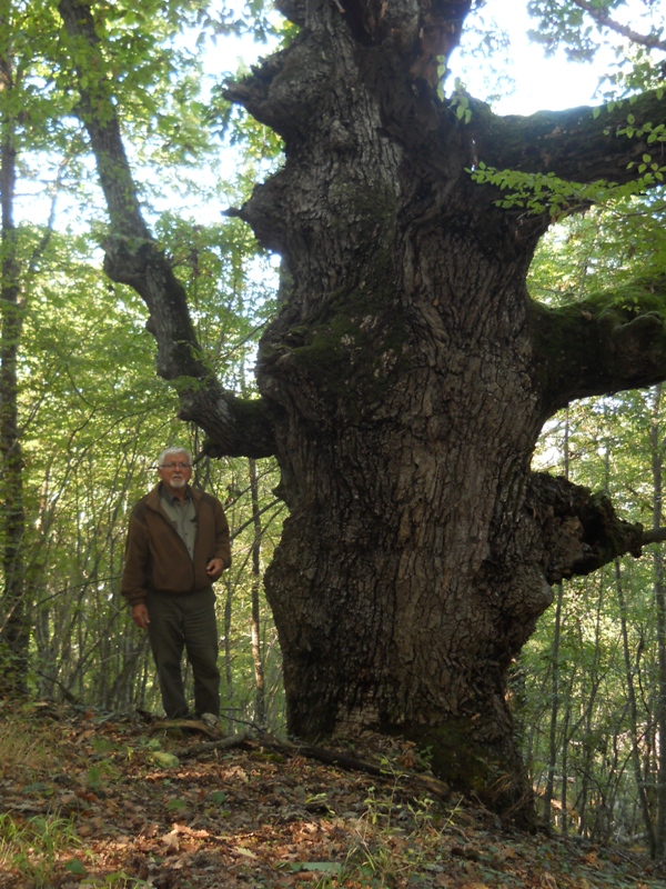 ДПП „Странджа” предлага да бъдат защитени вековни дървета от странджански дъб -лъжник / Quercus hartwissiana  /